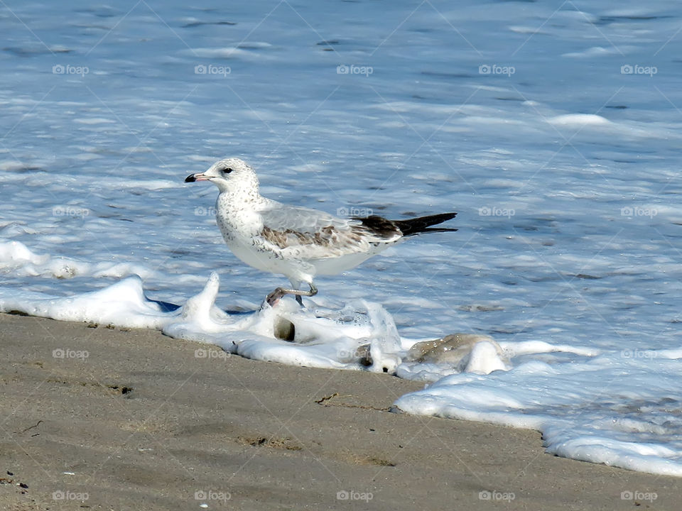 Beach Day. Ring Billed Gull enjoying the beach at the waters edge