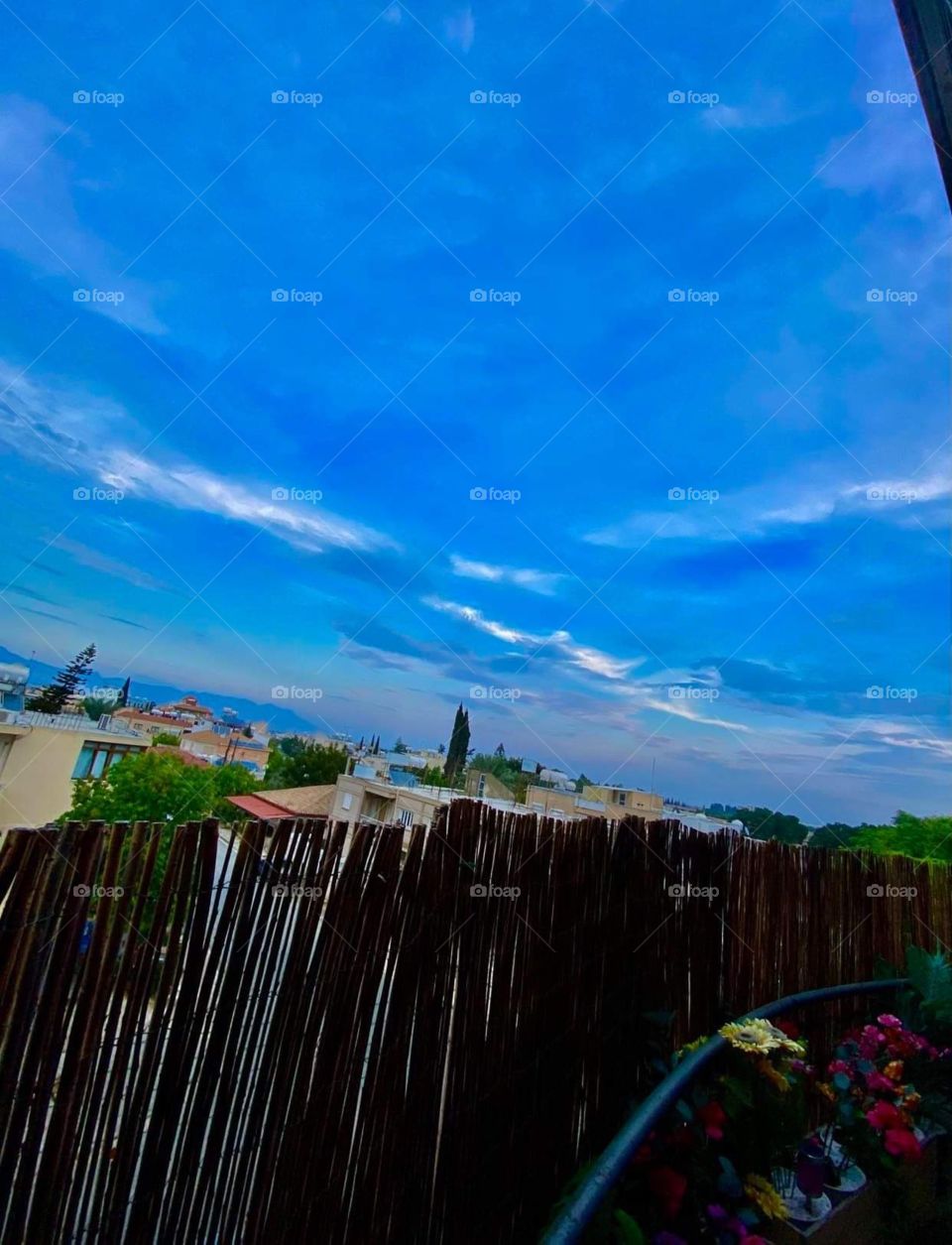 Pure nature Nicosia Cyprus - Fly high Birds / Trees / Flowers