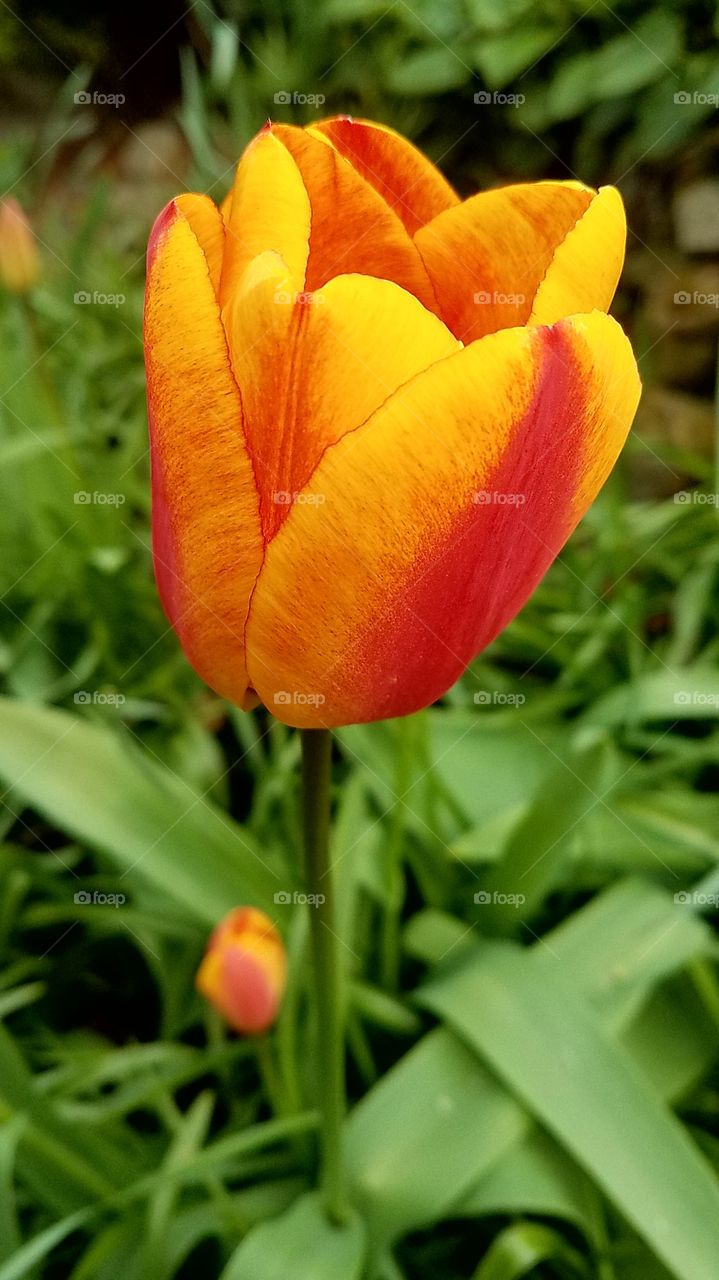 vibrant tulip