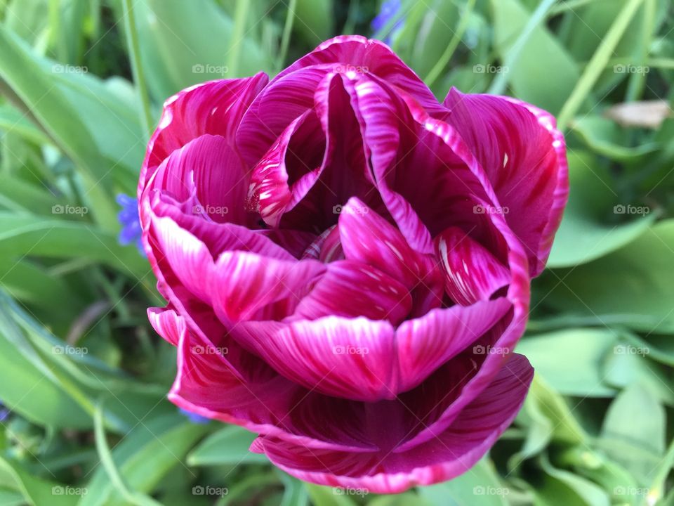 Tulpe gestreift lila pink gefüllt Blume Gärten Frühling