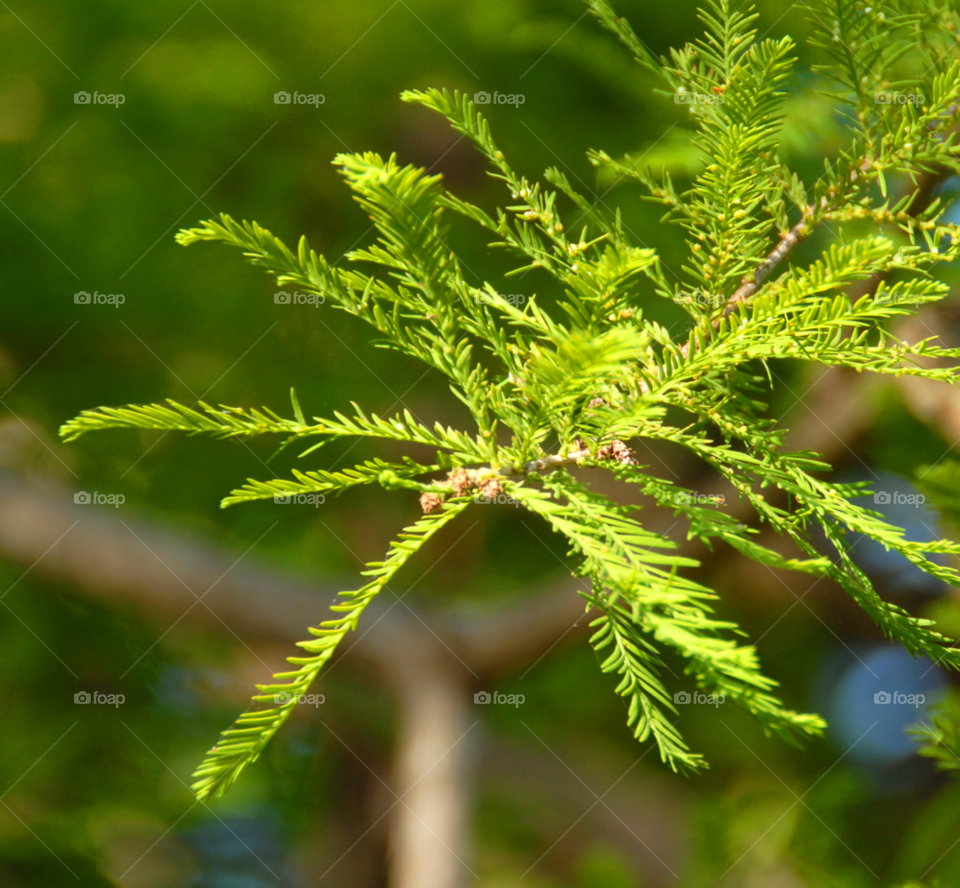 tree branch bald louisiana by lightanddrawing