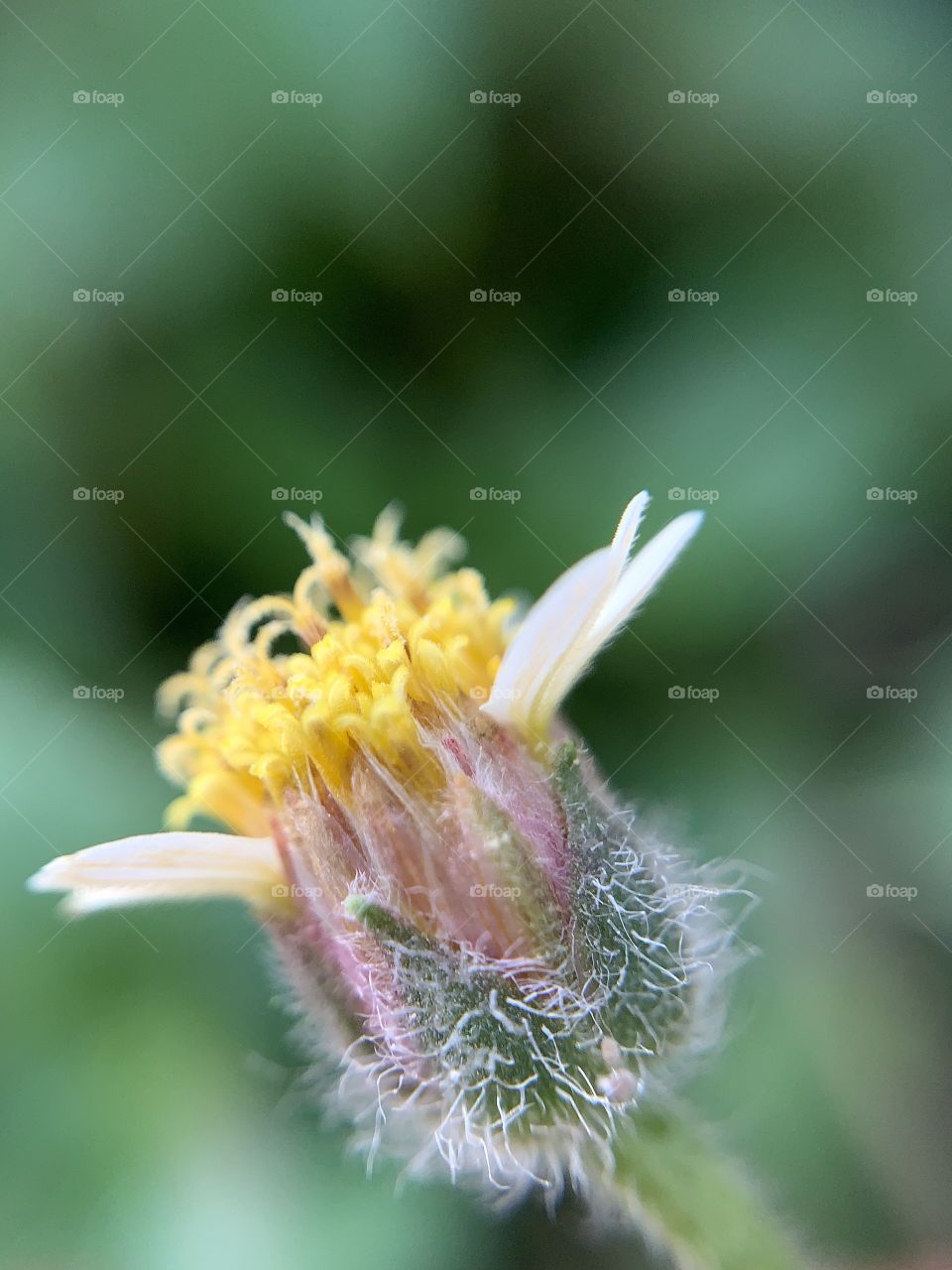 Macrophotography of blooming flower