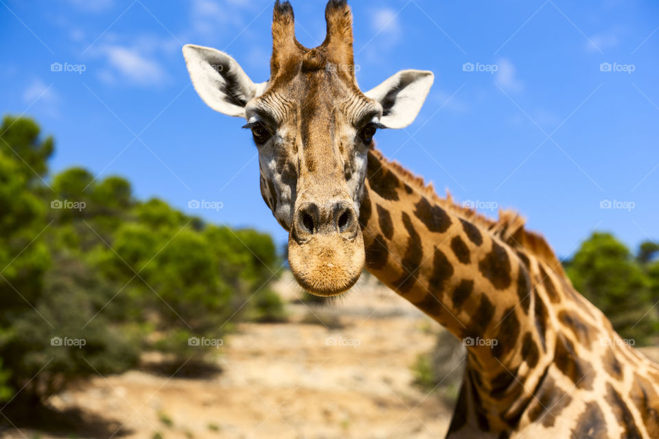 Giraffe looking directly at the camera