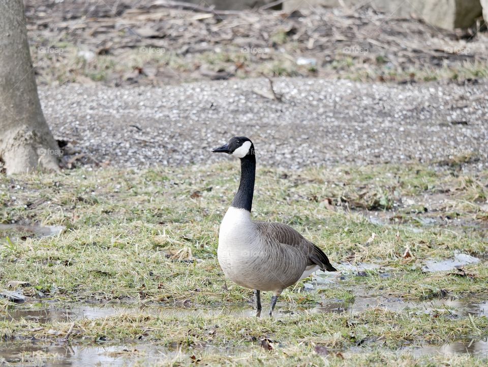It’s a great day for Canadian geese to wander through the local park, looking for food.