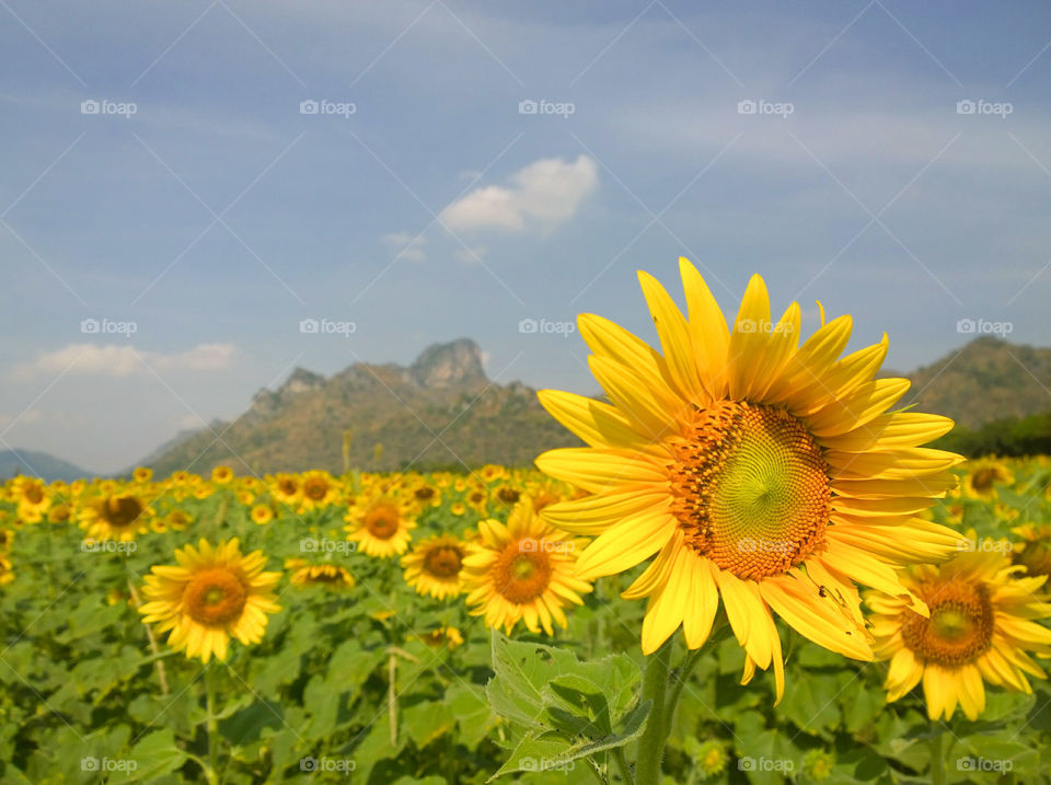 View of sunflowers field