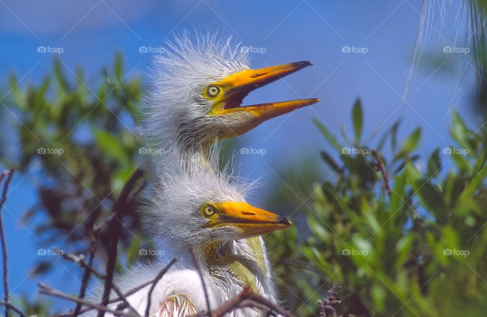 Great Egret chicks. Ugly ducklings? Also known as  Common Egret, Large Egret or Great White Heron.