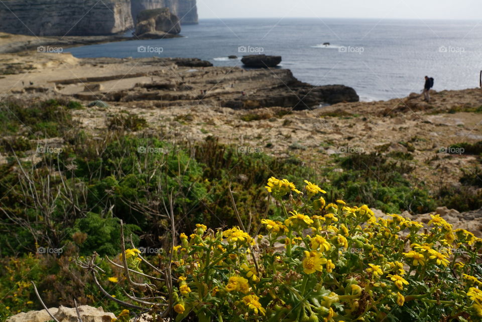 Flowers of Gozo . Spring travel to Malta then Gozo 