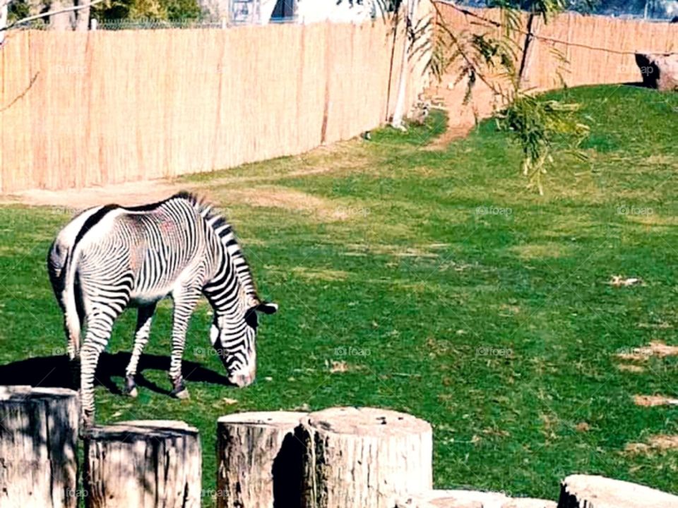Stripped Zebra