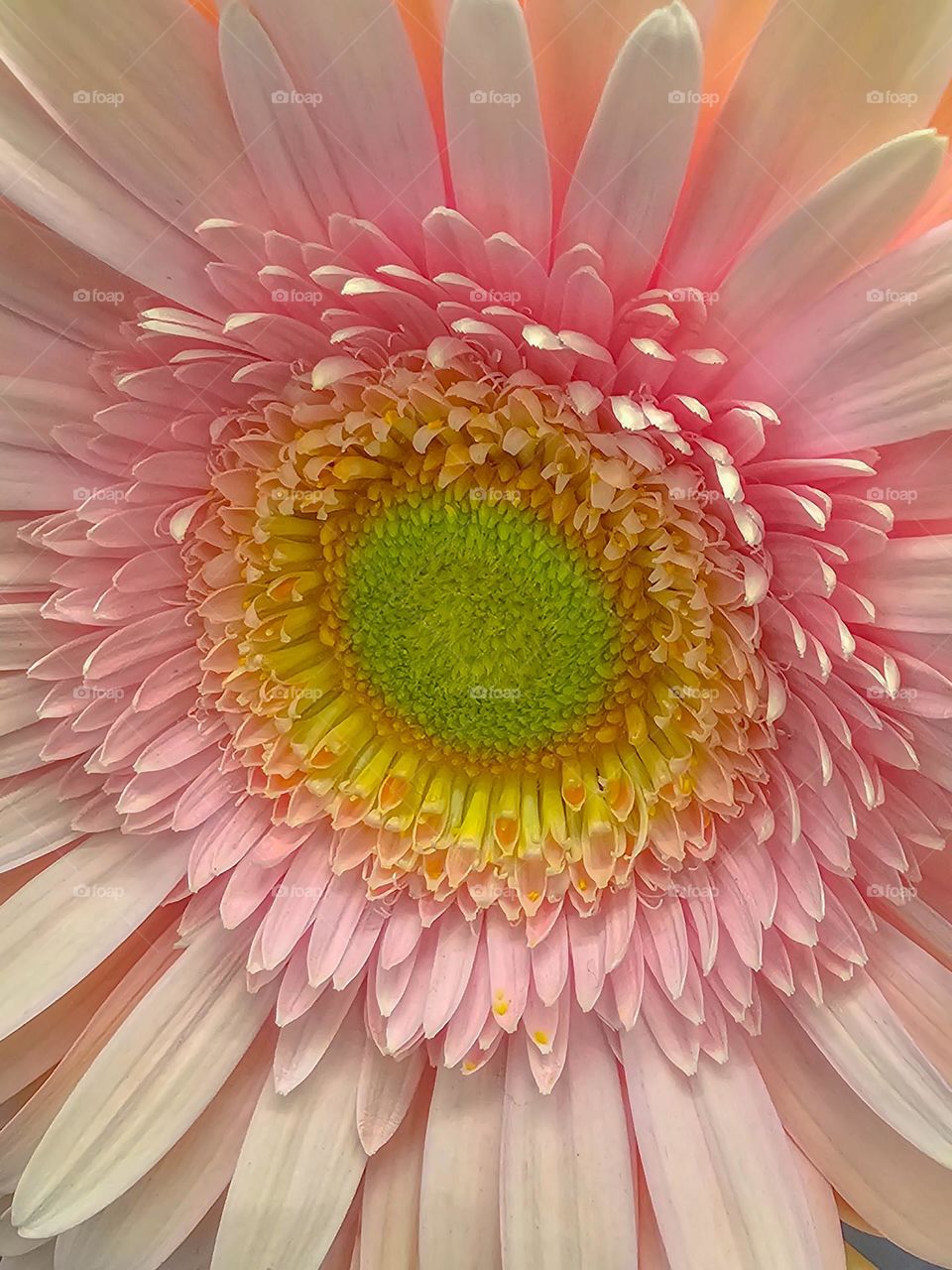 beautiful closeup of a Gerber Daisy with an ombre of shades of pale pinks leading to yellow and green in the center of this delicate flower