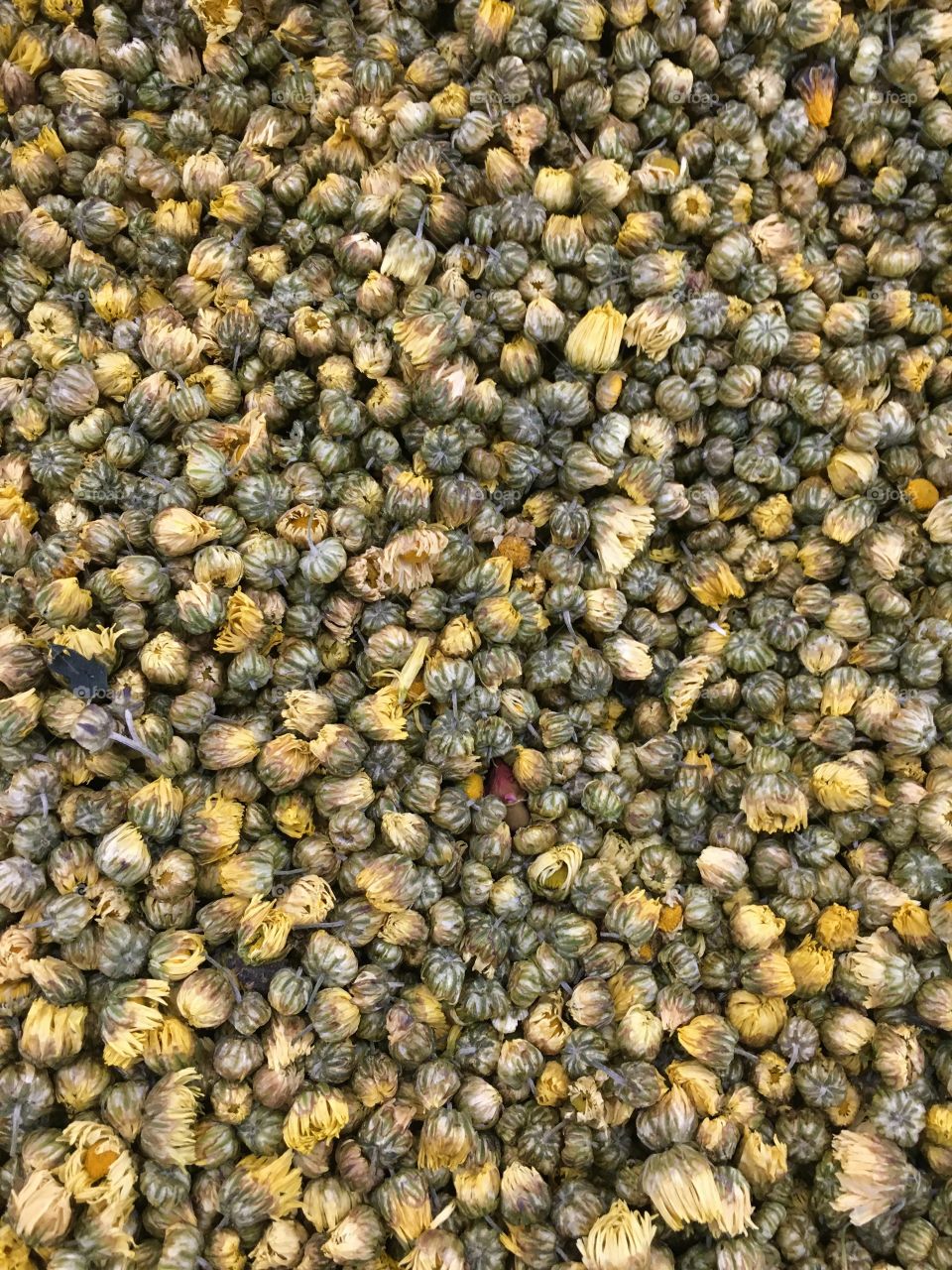 Dried Daisy Flower Buds