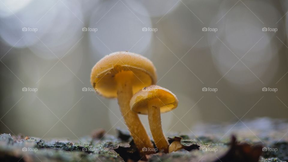Living on a tree fungi