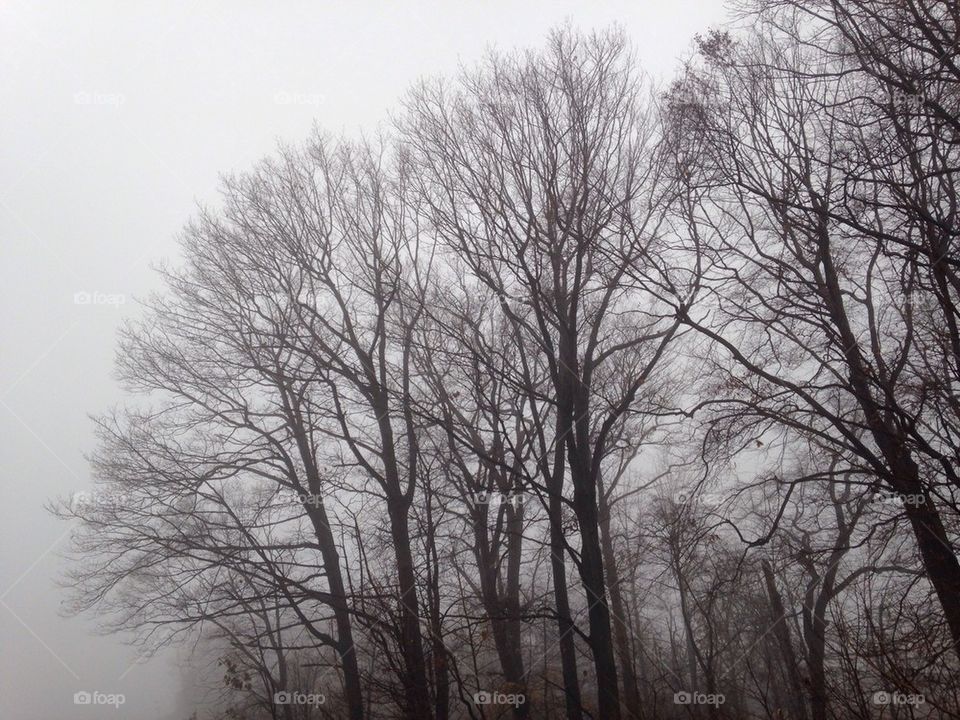 View of bare trees in fog