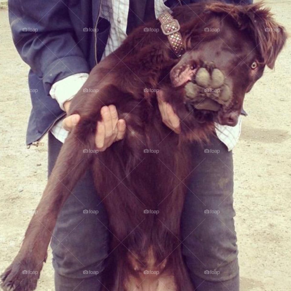 Man playing with flatcoat retriever. Dog is being held and is chewing its own paw 