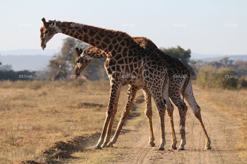 giraffe. double giraffe in zuid Afrika play together