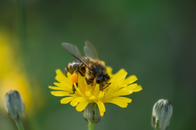 Bee