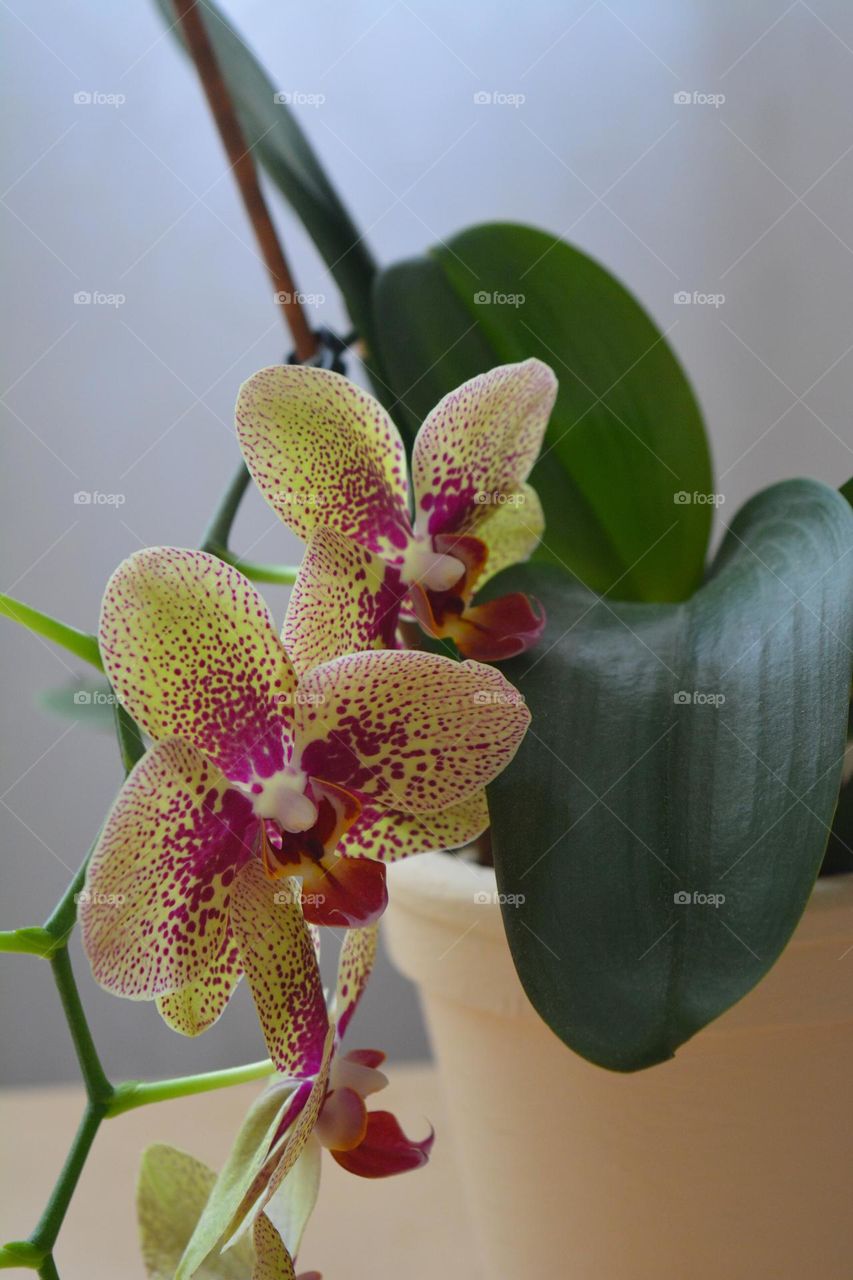 beautiful orchids flowers house plants close up portrait of plant