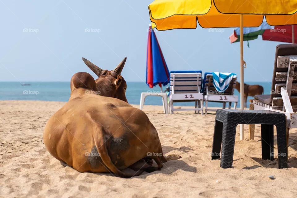 Not The Usual Sunbather