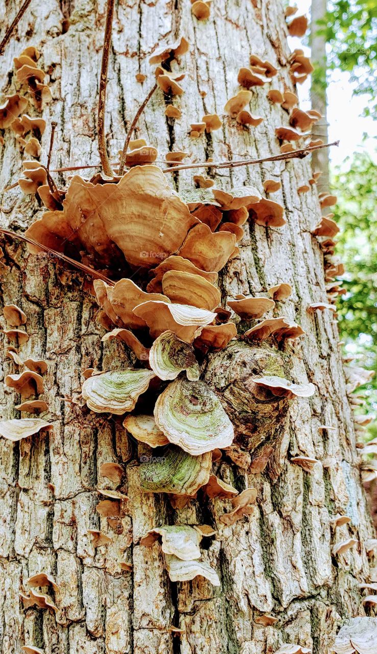 fungus among the trees