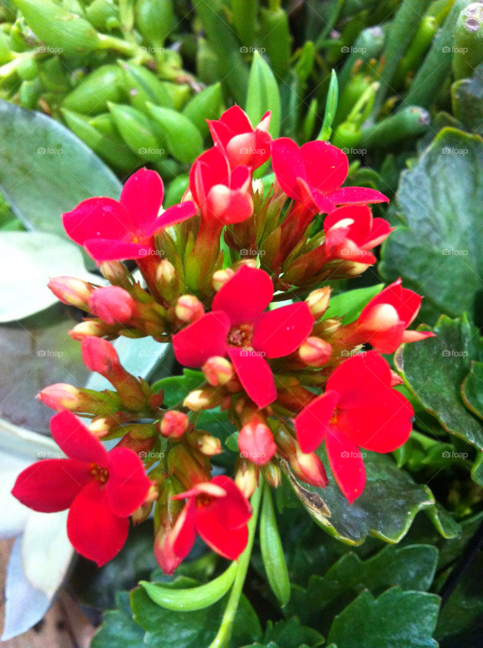 green flowers nature outdoors by blackpearl079