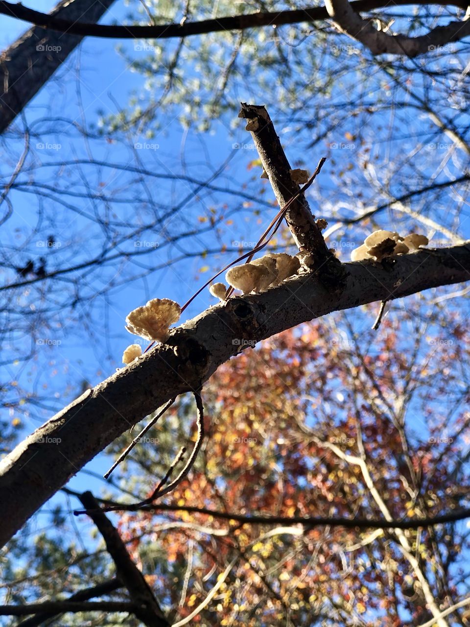 Fungi on branch of live tree 
