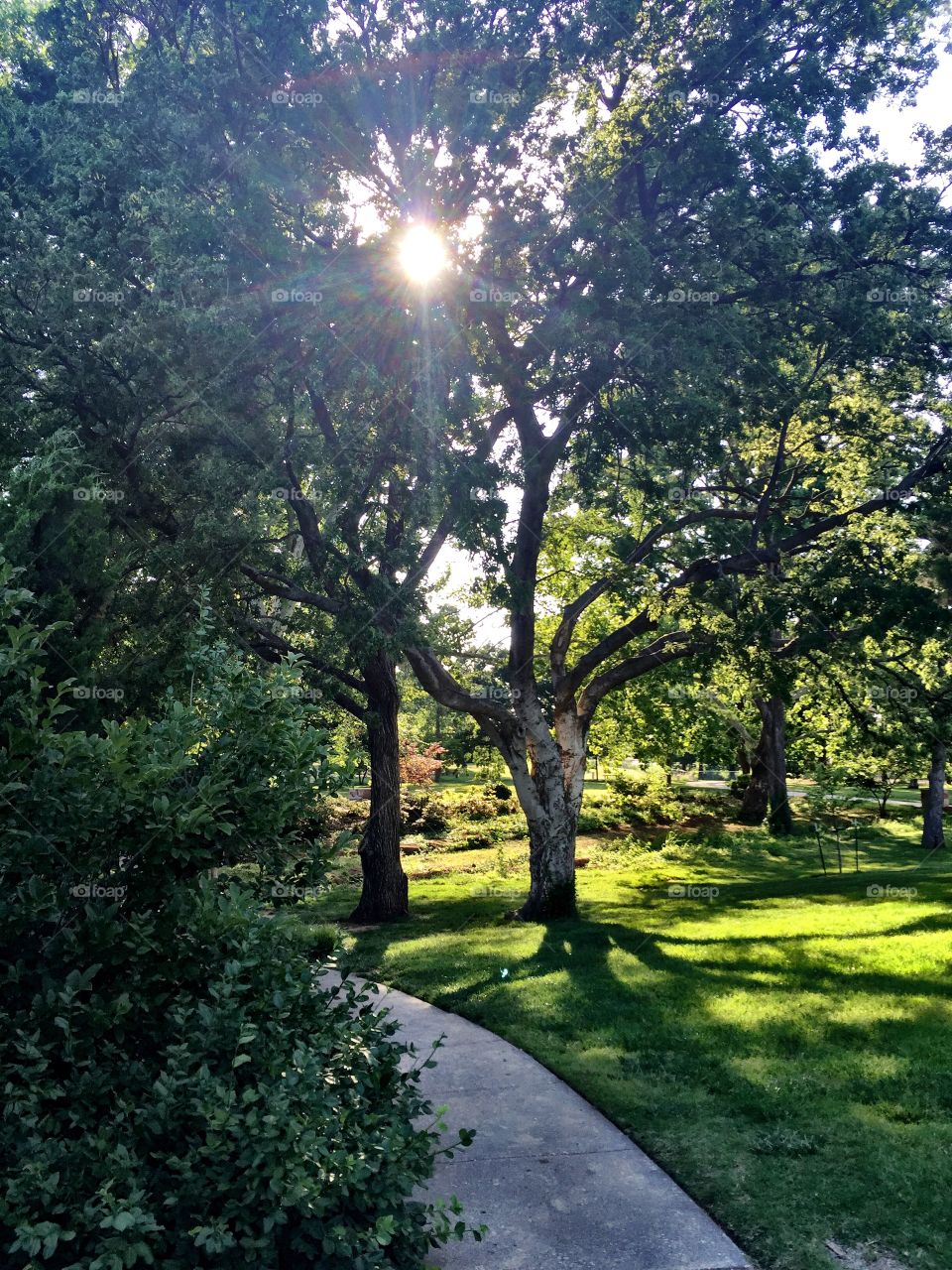 Sun Peeking in Trees