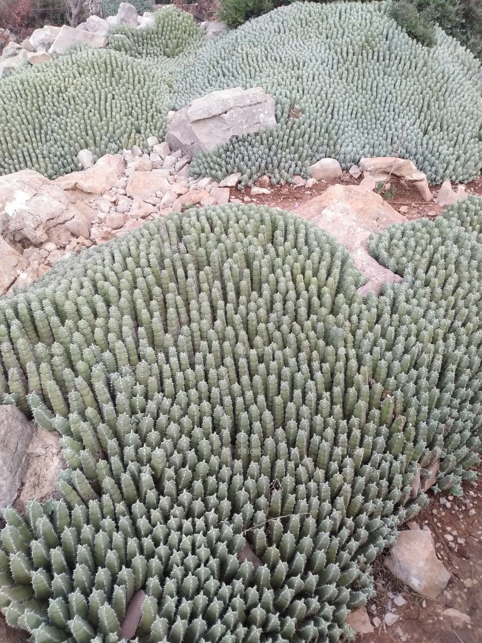 wild cactus