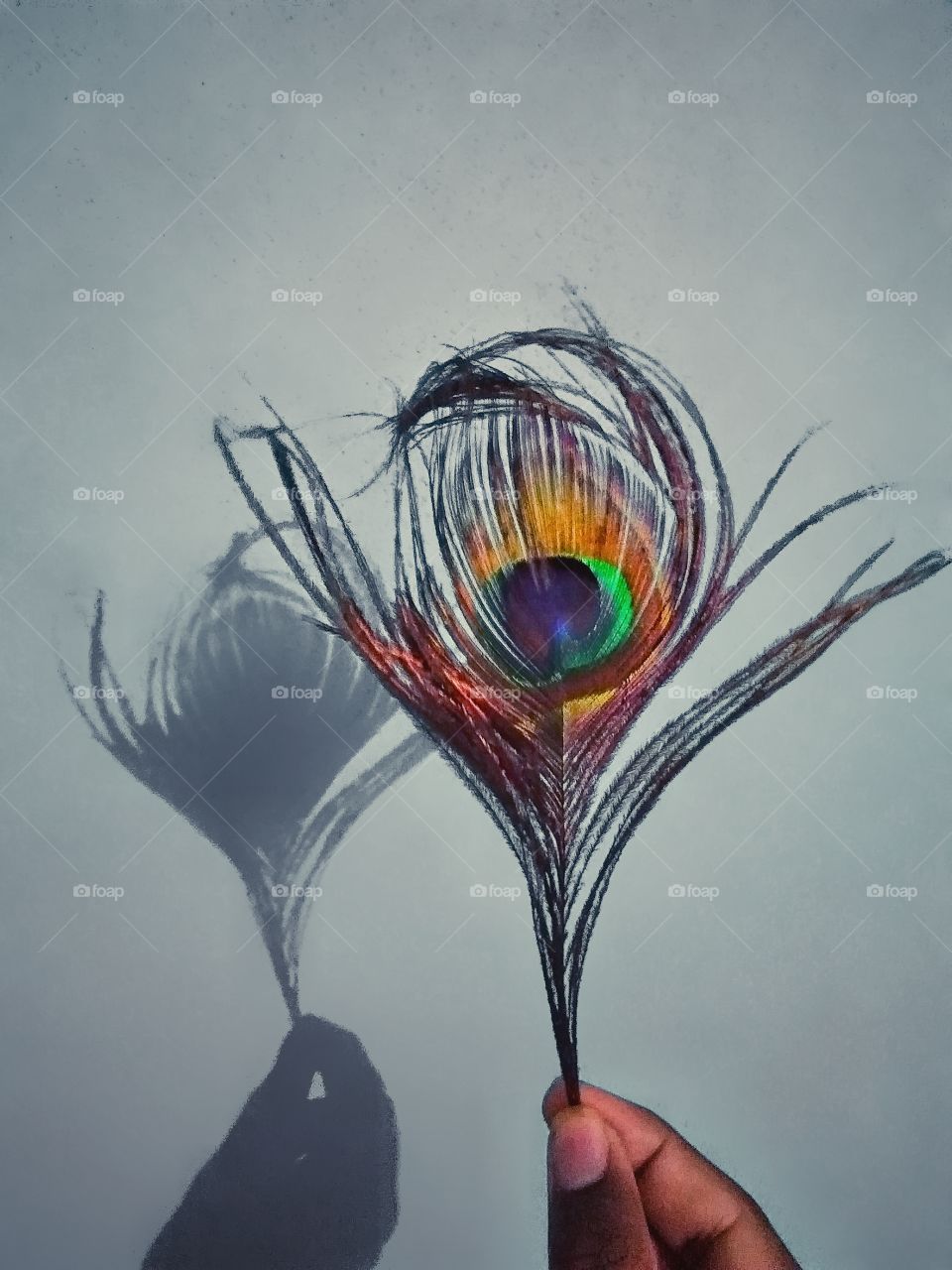 shadow of peacock feather