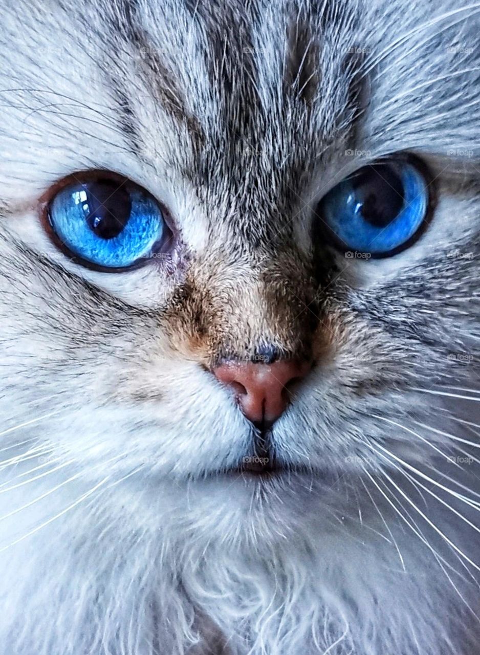 My cat - Angel with beautiful blue eyes.