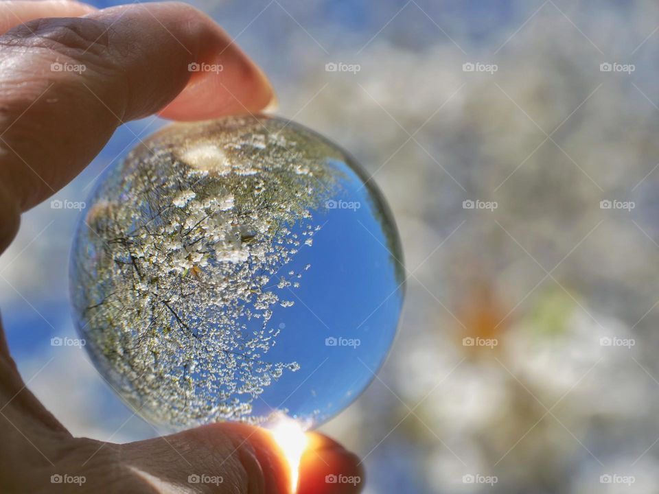 Blooming cherry tree