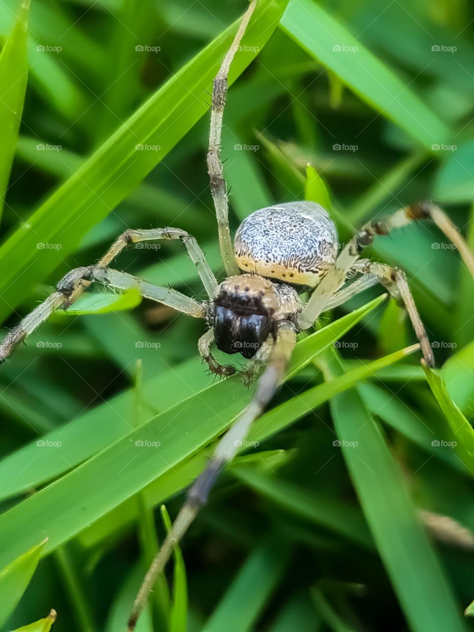 Macro Image: Spider
Imagem Macro: Aranha