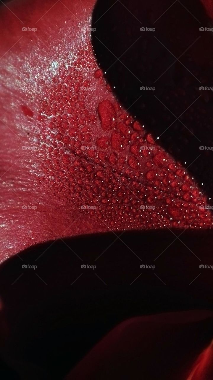 Macro photo of dew on a red rose flower