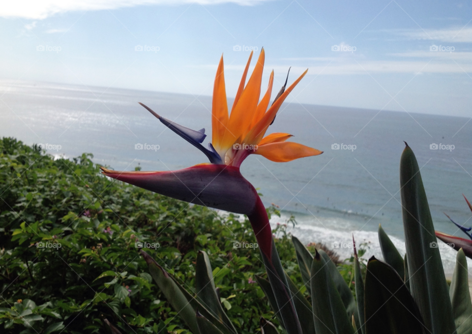 flower bird of paradise california by dse