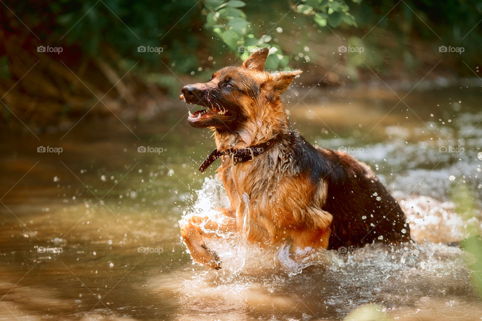 German shepherd dog swimming in a summer river