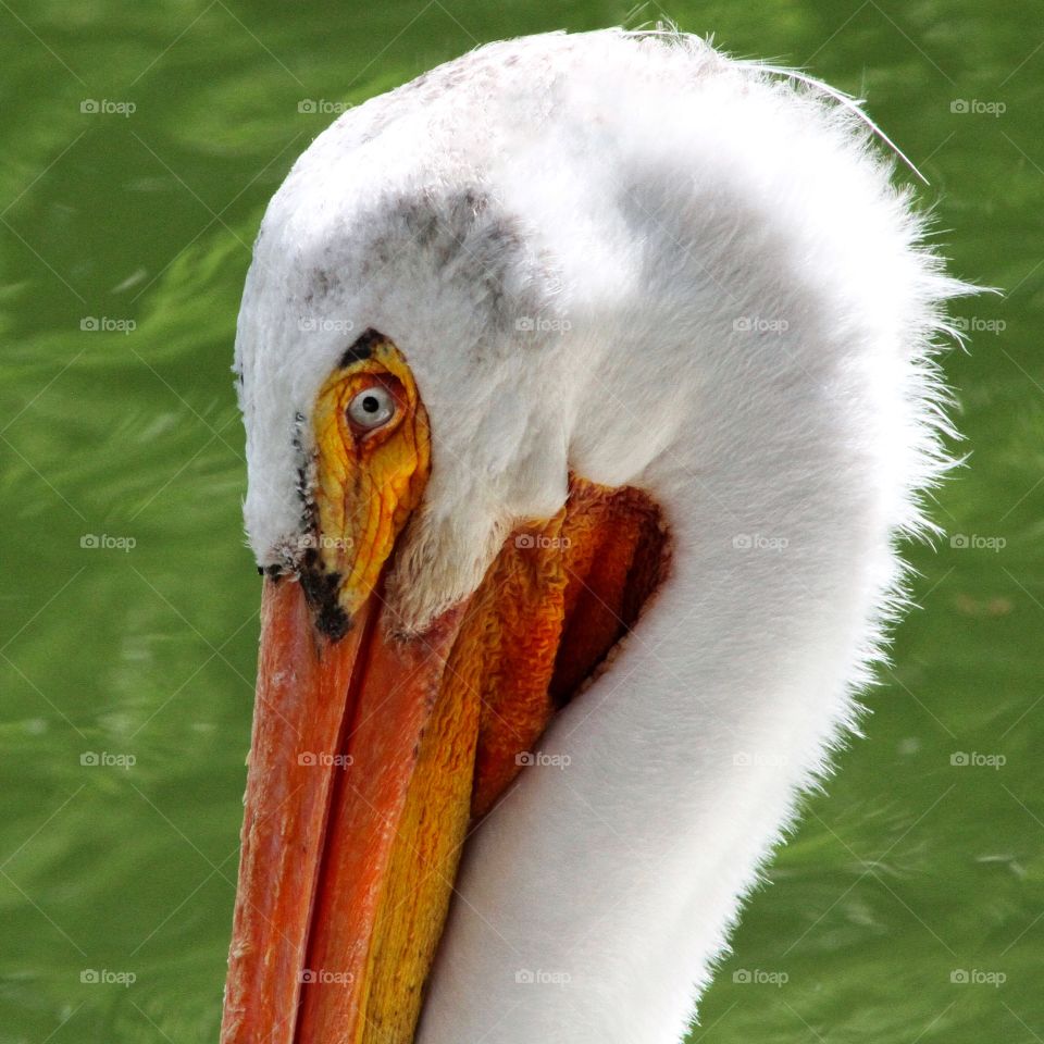 Pelican 