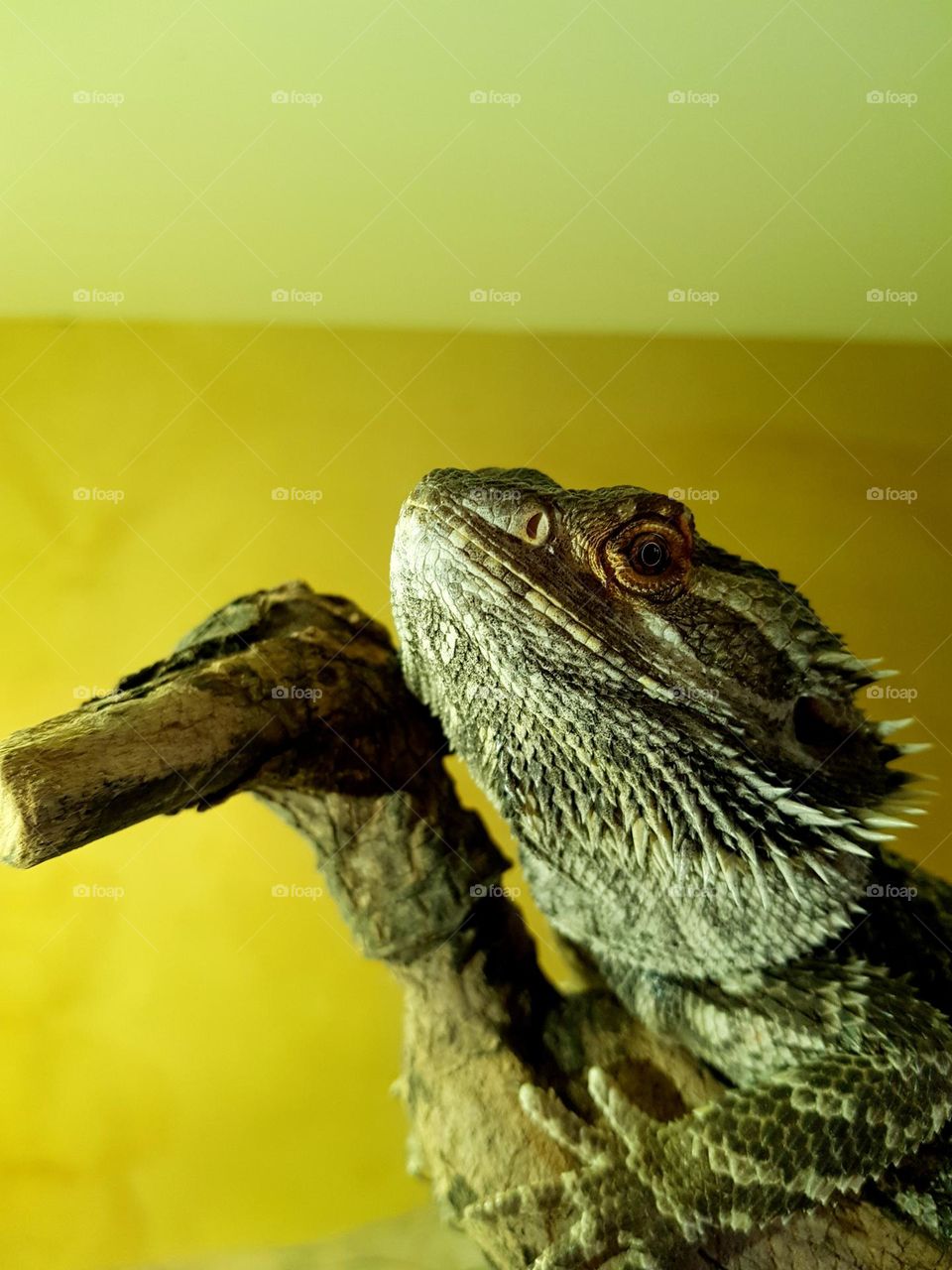 standing on a branch