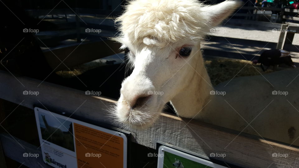 Close-up of white colour alpaca