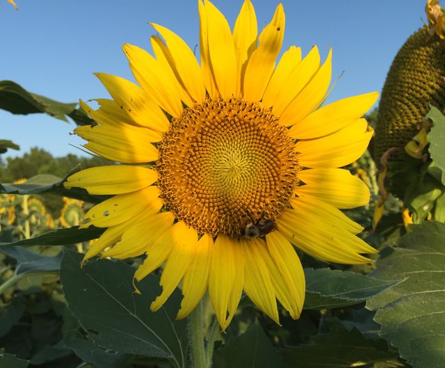 Sunflower in a field of flowers