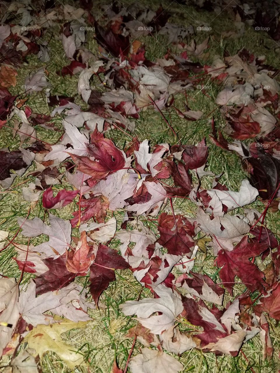 a bed of beautiful leaves in the grass