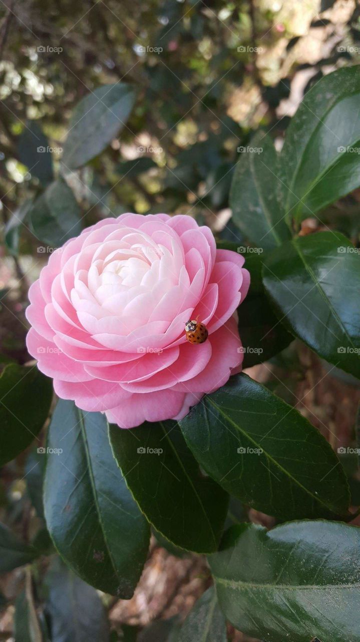 camelia gardens