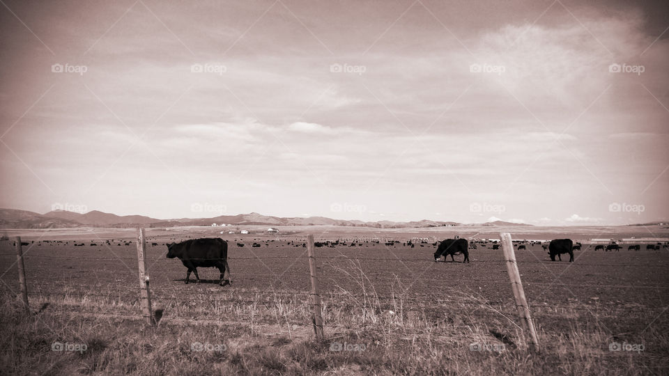 Cows on a farm in the mountains in Montana black and white