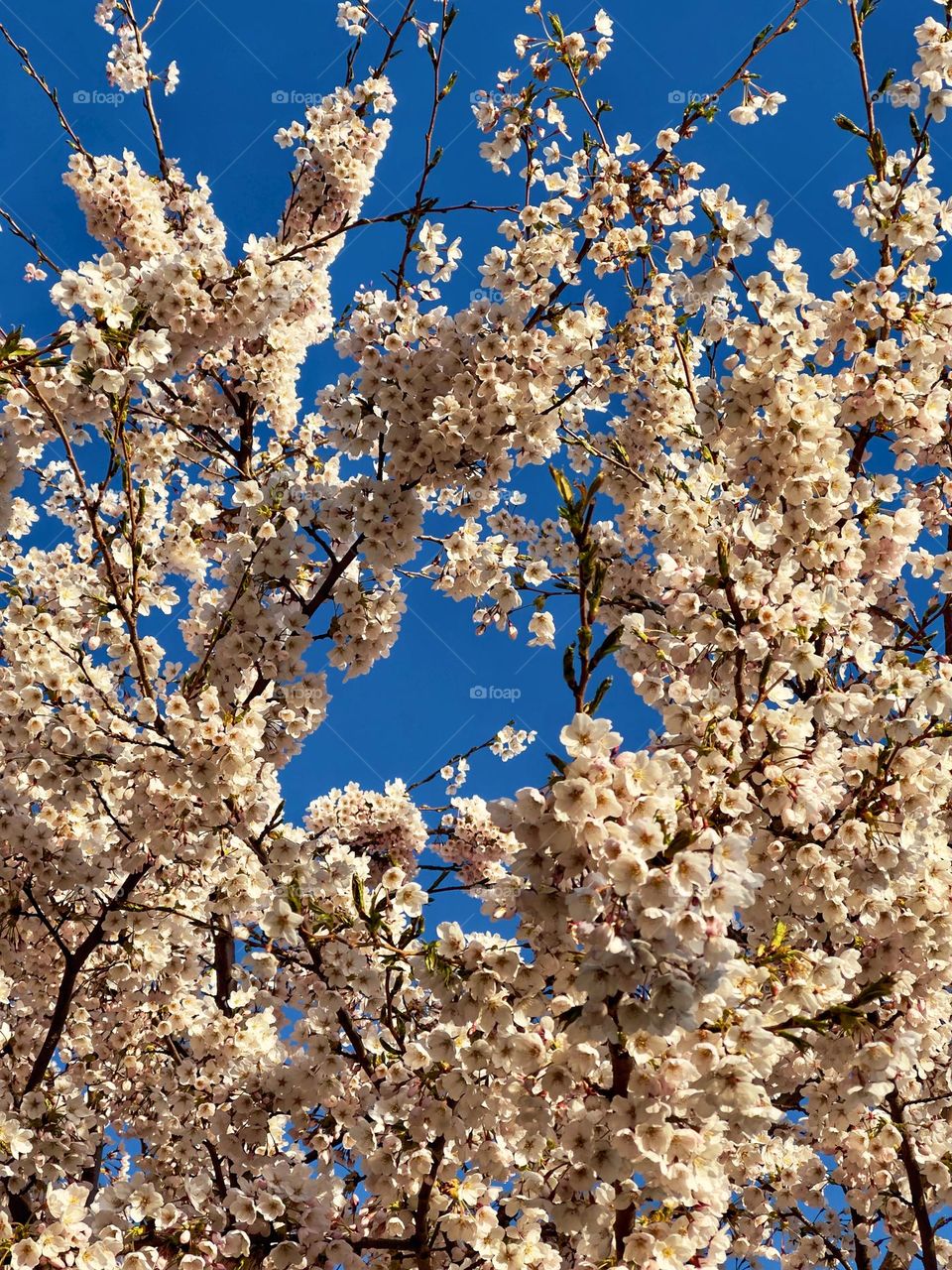 Spring whispers, and the trees bloom 🥰