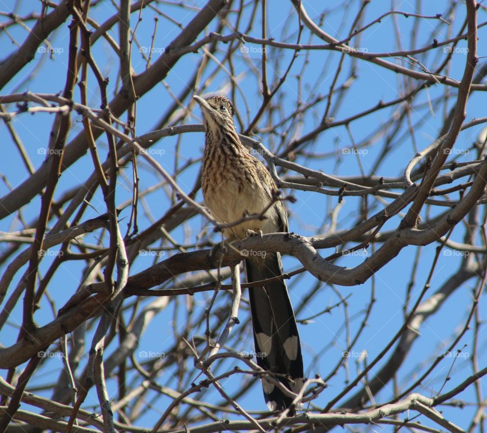 Roadrunner in a Tree