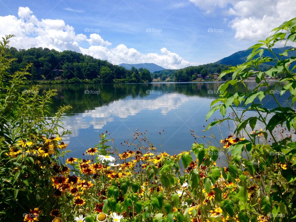 Flowers and reflections