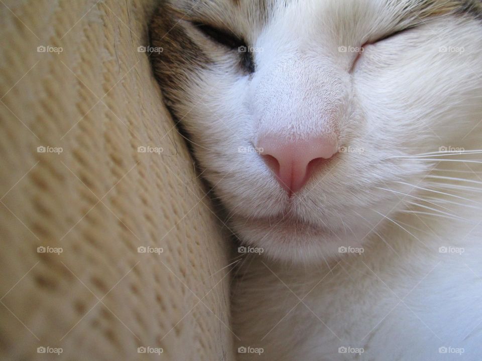 Close Up of Sleeping Cat