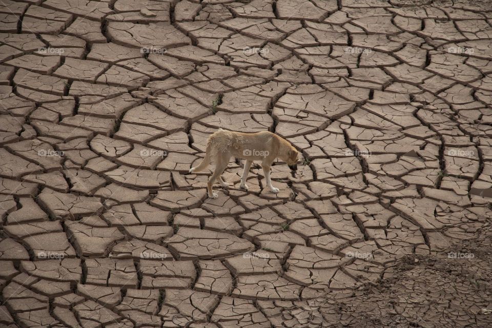 Dog in desert 