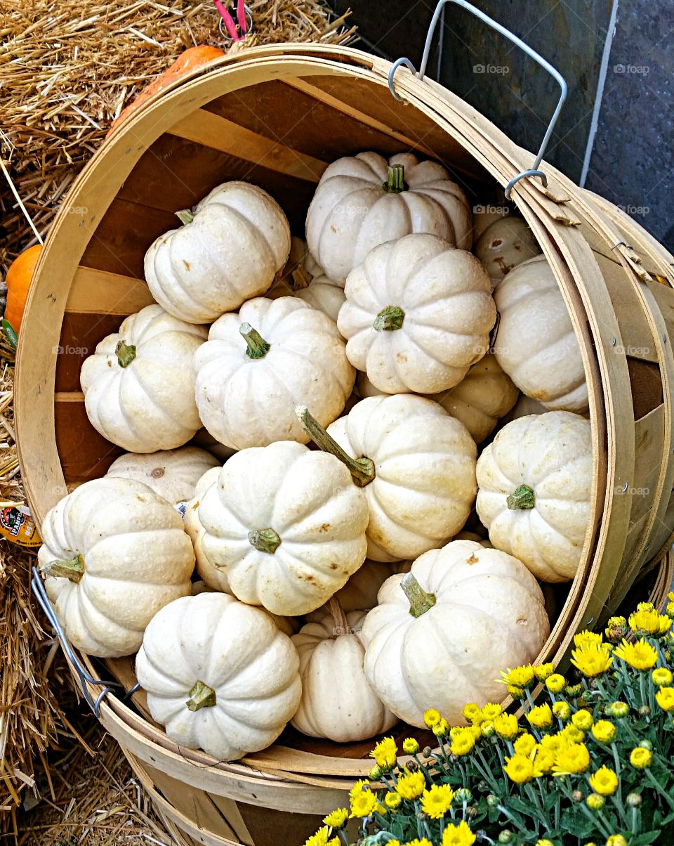 Mini white pumpkins. Farm fresh display of mini white pumpkins