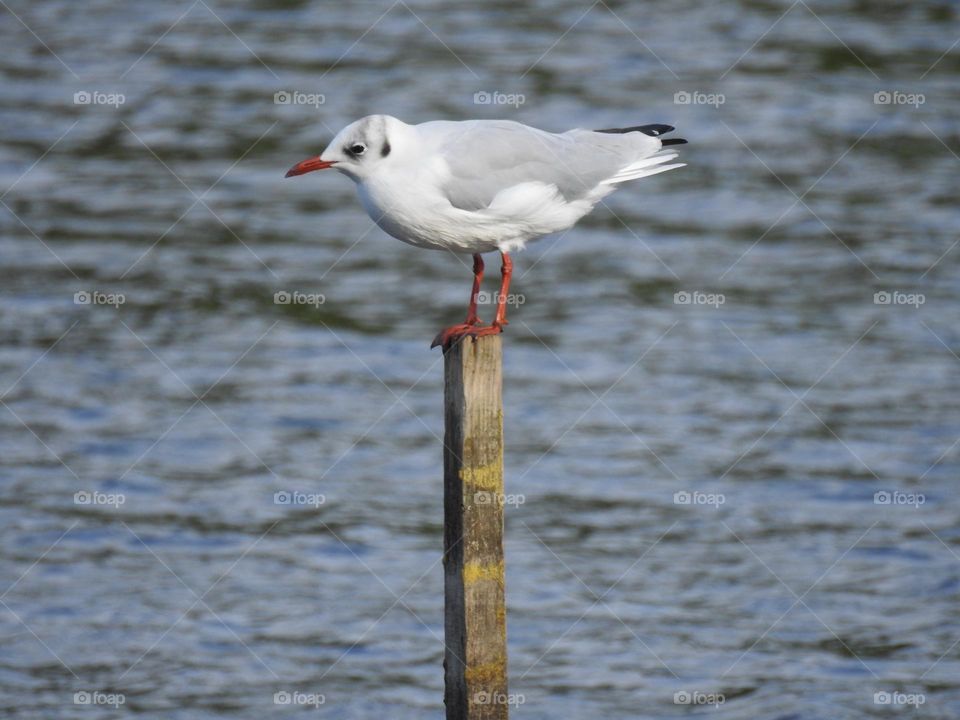 A seagull on a post