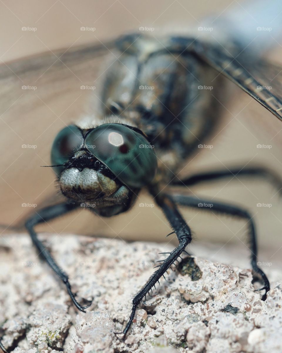 Close-up of dragonfly eyes