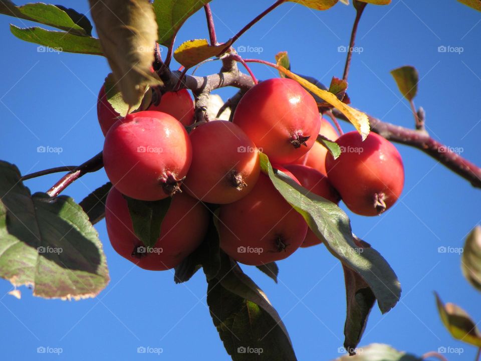 Small red apples on blue sky background