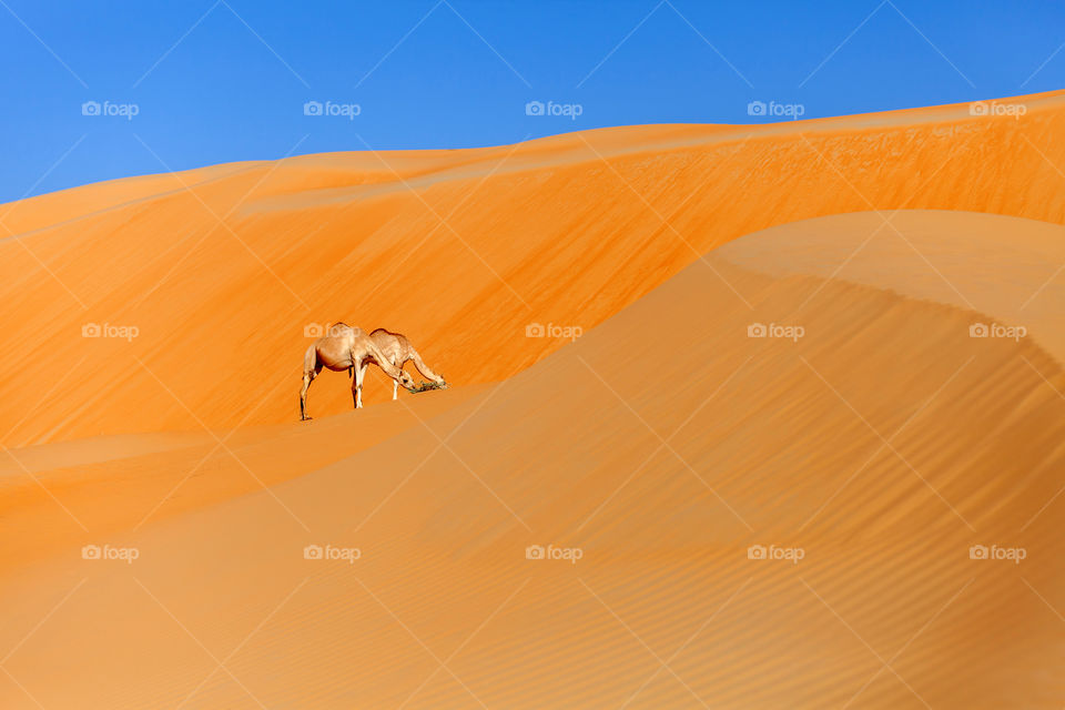 Beautiful outside desert landscape